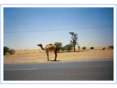 Camel on the Road side.jpg